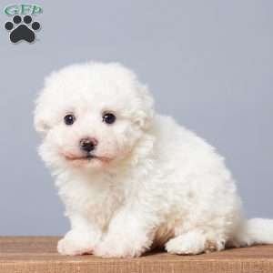 Snowball, Bichon Frise Puppy